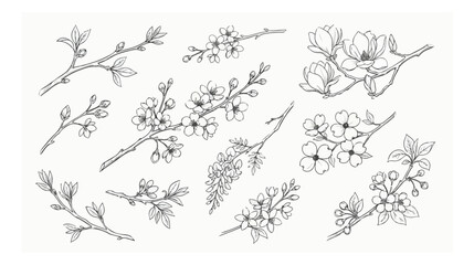 Vintage botanical spring blossom branches, hand drawn floral line art collection, black and white cherry blossom and magnolia vector set © GEO