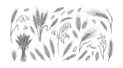 Vintage hand drawn cereal grains vector set, botanical wheat and barley sketches, rustic oat and rye ear illustrations for bakery packaging © GEO