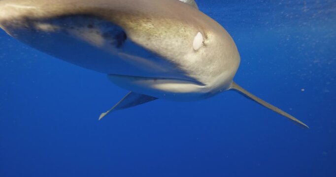 Oceanic Whitetip Shark swimming through deep blue tropical ocean waters with remora fish beneath its body.