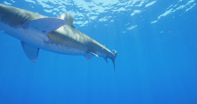 Oceanic Whitetip Shark swimming beneath the sunlit ocean surface in clear tropical blue waters with remora companions.