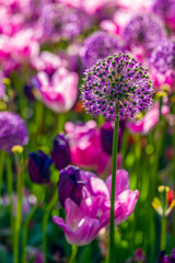 Obraz premium blühende Tulpen