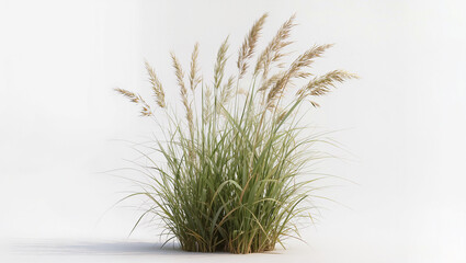 Obraz premium Tall ornamental pampas grass with feathery plumes isolated on white background, landscape design cutout element, editorial graphic resource with copy space