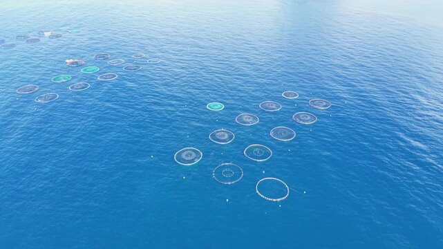 Offshore fish farm with multiple circular aquaculture cages floating on deep blue ocean water, viewed from above showing net enclosures arranged across the sea surface