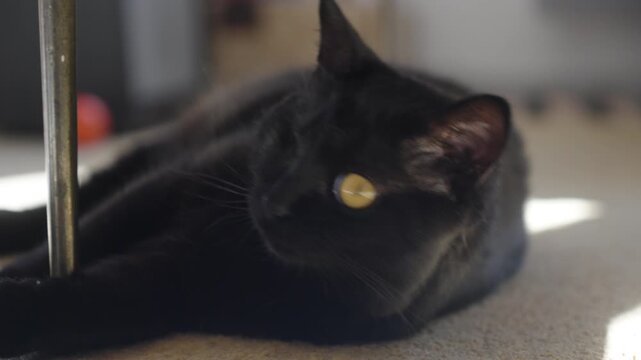 Handheld Close Up of a Domestic Black Cat with a Missing Eye Resting Quietly on the Floor Indoors