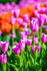 Fototapeta premium blühende Tulpen