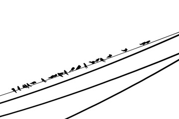 Fototapeta premium Silhouette of a flock of swallows perched on power lines against white background