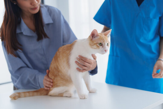 Veterinarian consulting pet owner while examining cat for healthcare service in clinic.