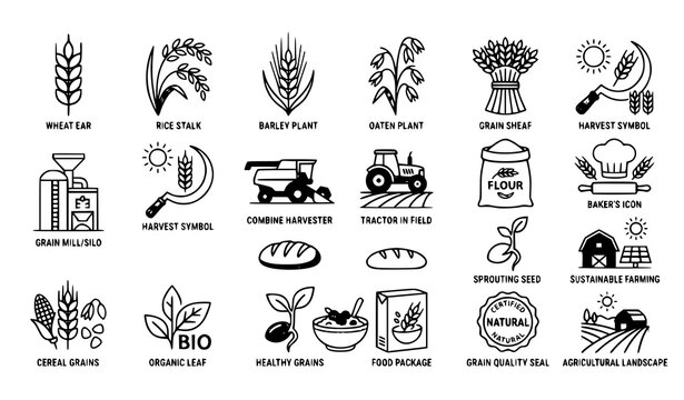 Harvest and bread ingredient icon set wheat grain vector illustrations