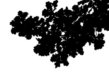 Fototapeta premium Black and white photograph of an oak branch with leaves. Flowering period.