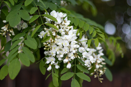 Robinia pseudoacacia black locust branch in full bloom, dense white flower raceme hangs among bright compound leaves. Soft bokeh background, fresh spring light, fragrant honey tree at peak flowering s