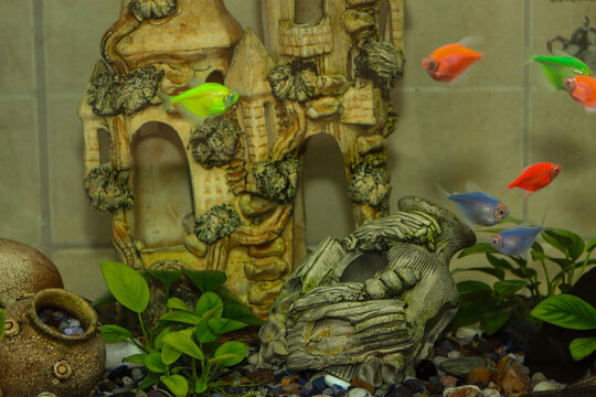 Colorful glofish tetras swim in a clean home aquarium. A decorative ceramic castle, clay pots, and green live plants create a cozy underwater landscape for pets. A bright and dynamic photo of the unde