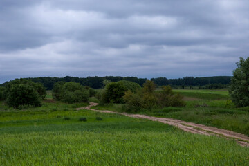 Fototapeta premium A dirt road winds through a picturesque green field under a dramatic overcast sky. Thick green trees and bushes surround the path, creating a calm countryside atmosphere. A dark forest line is visible