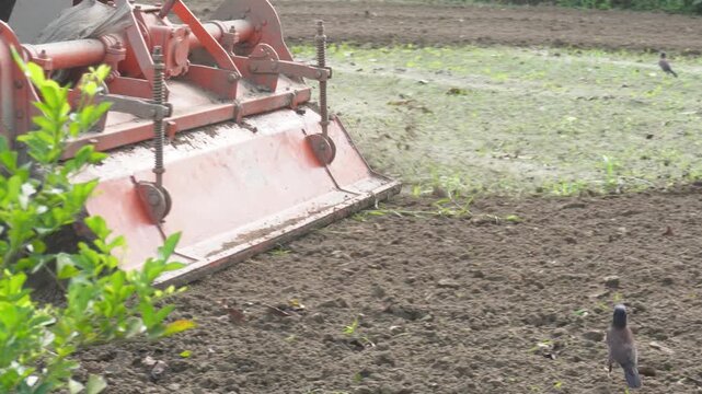 Orange Tractor with Rotary Tiller Preparing Soil in Field