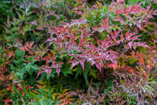 Nandina domestica leaves displaying autumn colors and raindrops