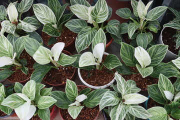 Philodendron Birkin leaf plant on pot © CMYK MAKER