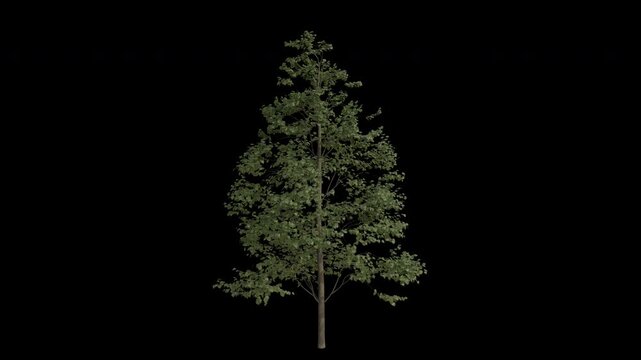 European Lime Tree Swaying in Wind Loop Animation with Alpha Channel. Wind Blows The Common Linden Tree. Tilia Europaea Tree Leaves Swaying. Animated Tree Branches Moving in Breeze. Transparent BG. Lo