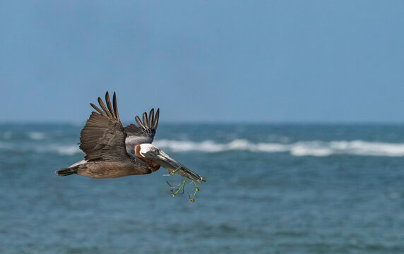 Brown Pelican in Flight Carrying Green Nesting Material Over Ocean Waves