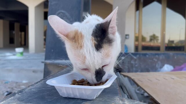 cat on the street hungry stray