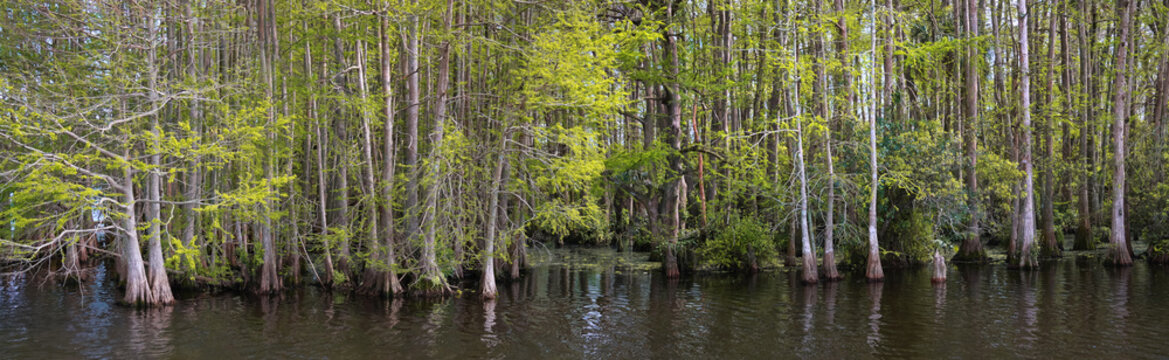 Cypress trees lining a tranquil Bayou swamp water