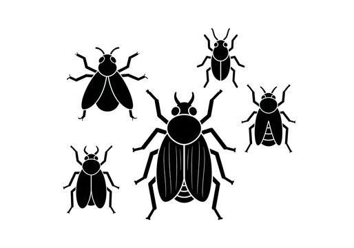 Black Beetles Silhouette on White Background