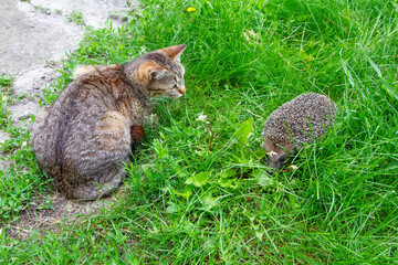 A domestic cat and a wild forest hedgehog met at the edge of a park. The hedgehog and the cat are on the green grass. © Сергей Васильченко