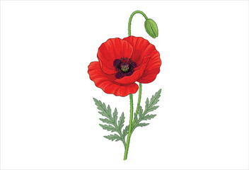 Obraz premium Red poppy flower illustration with green leaves and seed pod white background