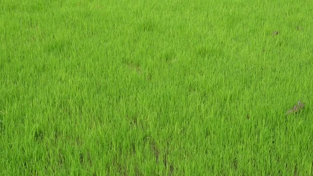Lush Green Field of Grass in Agricultural Landscape