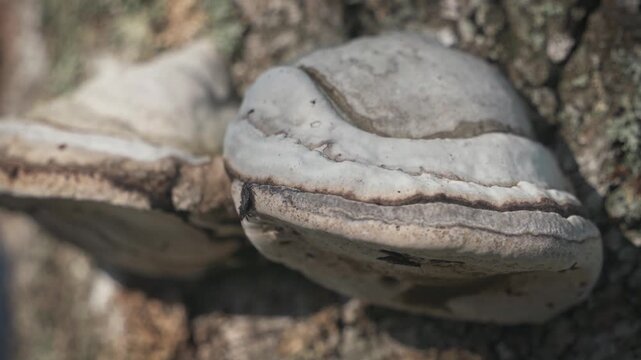 Two Aradus insects on hoof fungus in close up