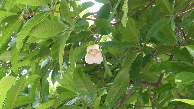 Tropical Dillenia indica Tree with Lush Green Leaves and Single Bloom