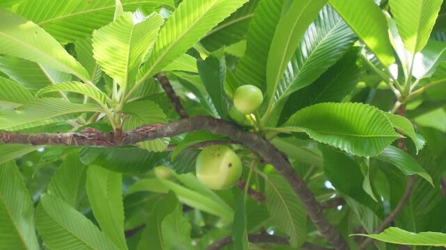 Elephant Apple Tree Branch with Green Leaves and Small Round Fruits