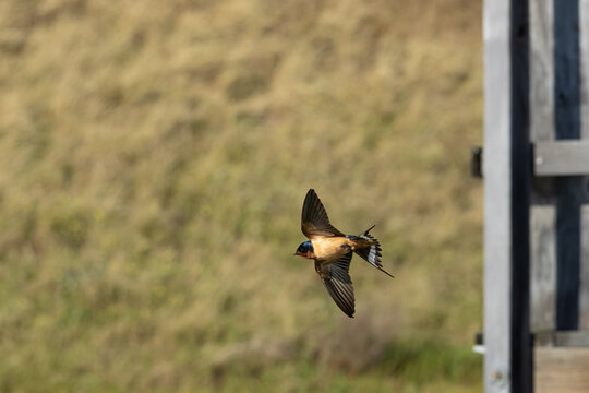 Barn swallow in flight