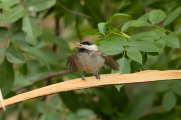 baby chestnut-backed chickadee standing on a branch calling for food  © Yifeng