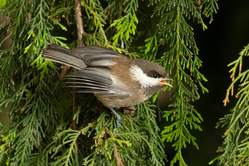baby chestnut-backed chickadee standing on a pine tree calling © Yifeng
