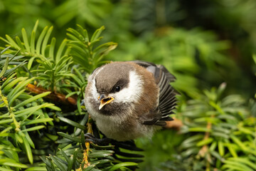 baby chestnut-backed chickadee standing on a pine tree calling  © Yifeng