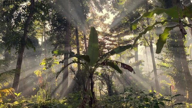 Tropical rainforest with dramatic sun rays shining through morning mist in Bali