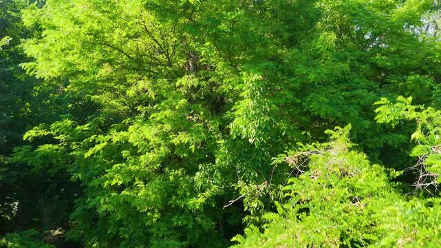 Vibrant Green Acacia Tree Leaves in Sunny Italian Summer Forest