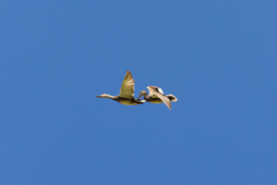 two gadwalls flying in the sky chasing each other 