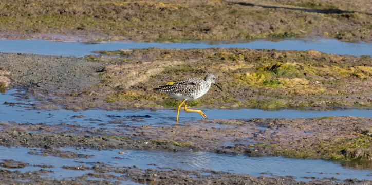 greater yellowlegs walking on the marsh 