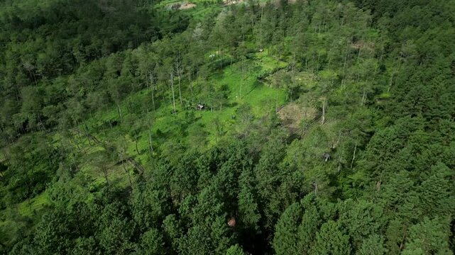 aerial view of jungle on the guci, tegal