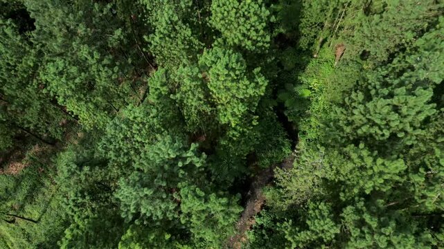 aerial view of jungle on the guci, tegal