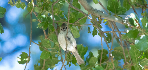oak titmouse grabbing a branch looking looking like a soldier © Yifeng