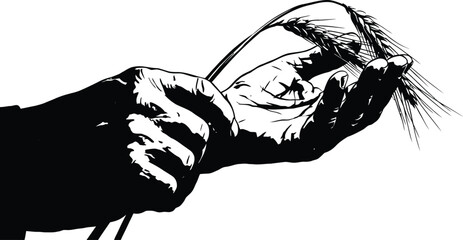 Detailed black and white silhouette vector illustration of a farmer's hands carefully holding and inspecting a ripe stalk of golden wheat during harvest season. © Adib