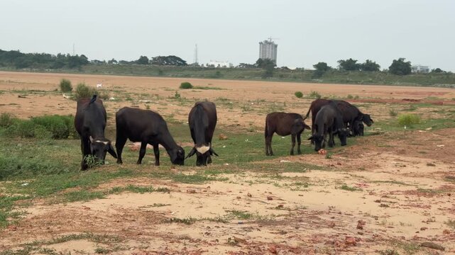 Herd of Cattle Grazing on Dry Riverbed Near Bhubaneswar Odisha India

A herd of cattle grazing peacefully on a dry riverbed in the outskirts of Bhubaneswar, Odisha, India. Rural landscape featuring li