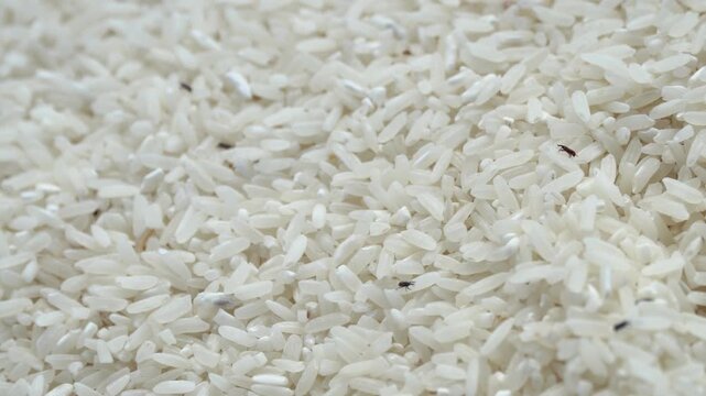 A close-up of white rice grains infested with small black insects. This image is perfect for themes of food spoilage, pest control, agriculture, and food safety issues. Kutu beras. rice weevil