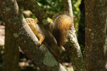 fox squirrel comfortably lying on a branch  © Yifeng