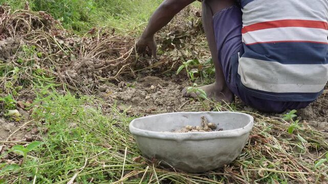 Farmer Harvesting Fresh Peanut Plants in Rural Agricultural Field