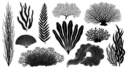 Coral reef, seaweed, ocean plants, black and white vector illustrations, marine life, underwater, 10 elements © Dylan