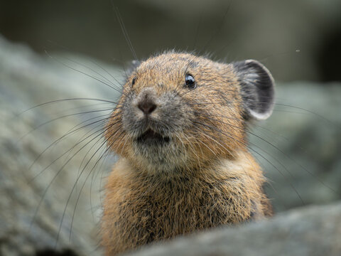 Pika close-up