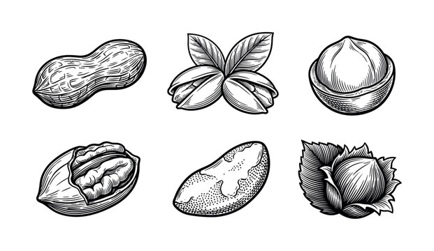Nuts collection featuring peanuts, pistachios, macadamias, pecans, hazelnuts and Brazil nuts