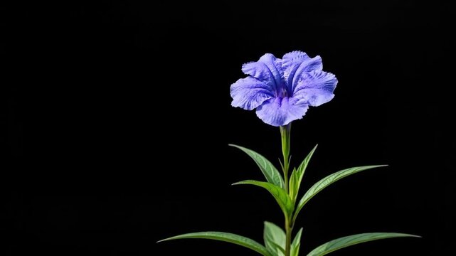 A single vibrant purple ruellia flower isolated on a deep black background